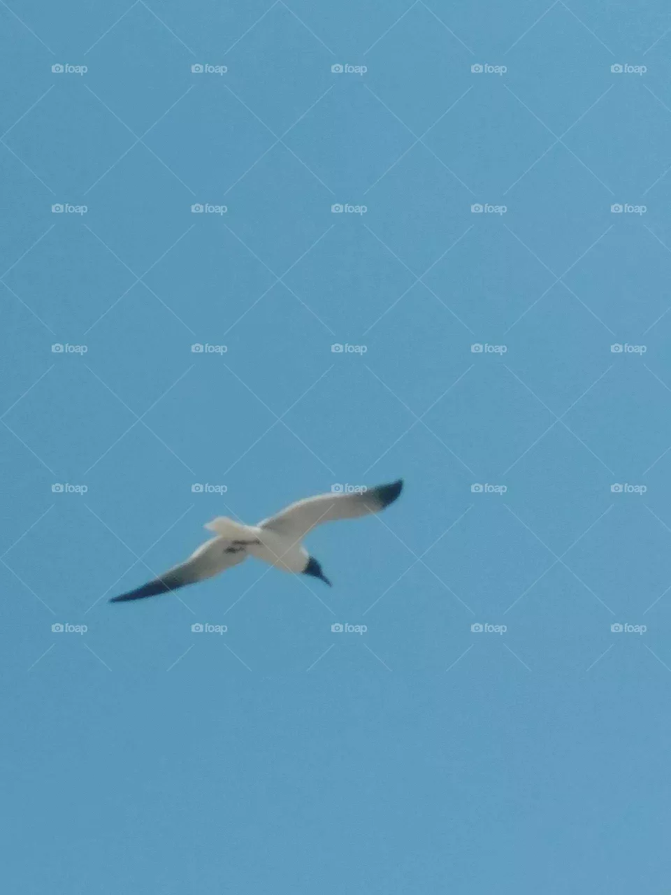 bird