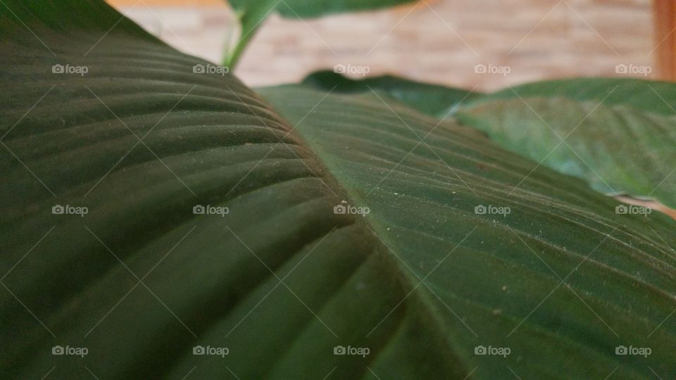 Leaf