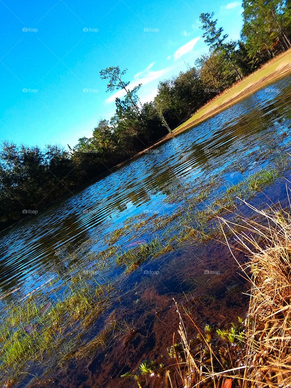 close up of grass growing in the edge of a pond