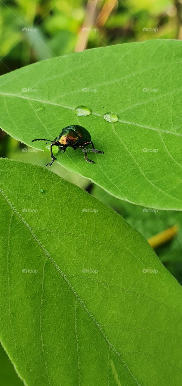 beetle on the green leaf