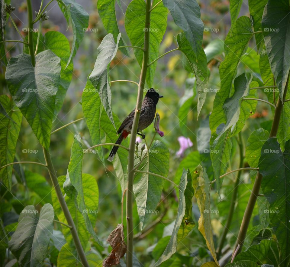 bulbul