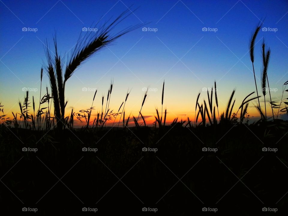 Hello
Please like my pictures and follow me
Thank you
Beautiful sunset with wheat hooks