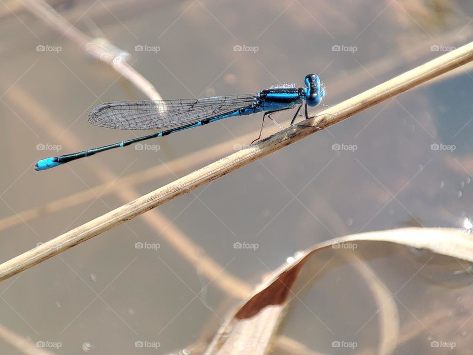 Blue Dragonfly on the river