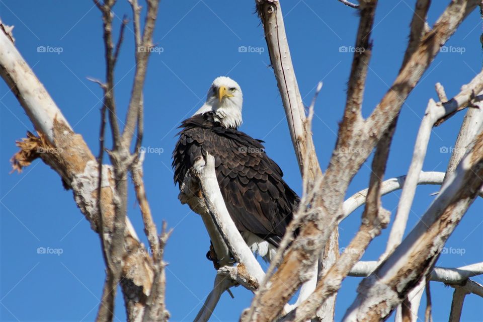 A bald eagle on vigilant watch for its next meal