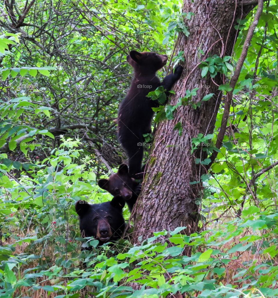 Black bear with cub in forest