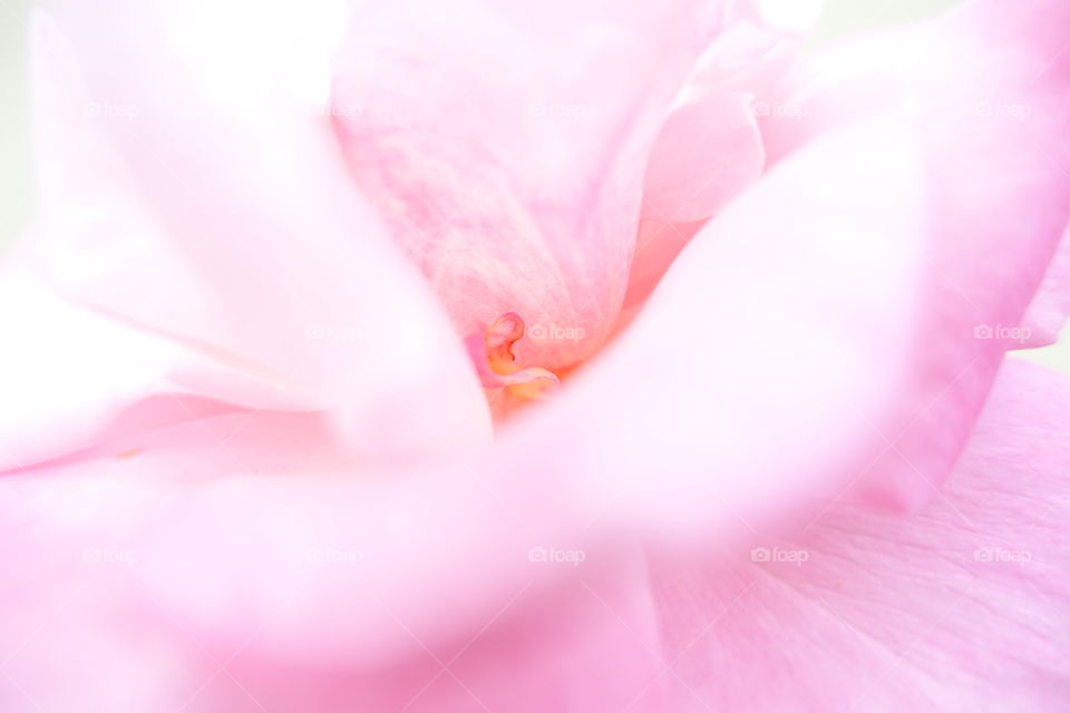 Close-up of pink rose’s petals 