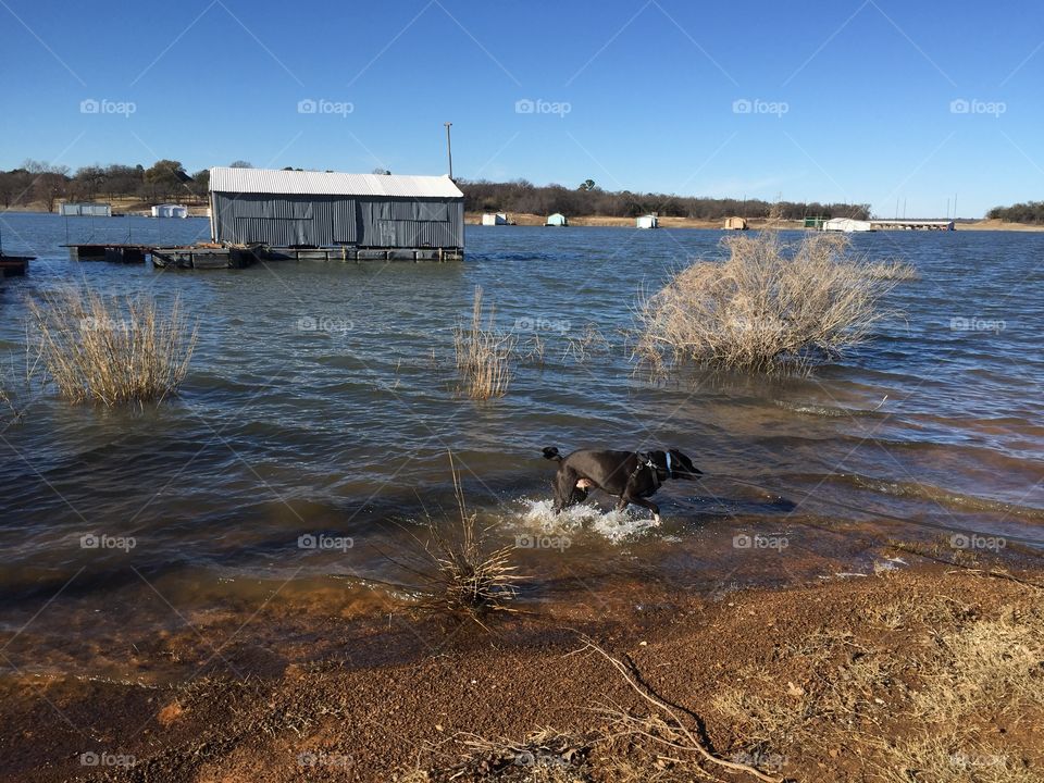 Dog in lake