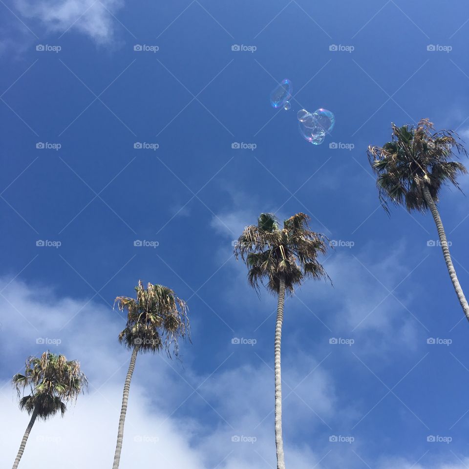 Palms and bubbles