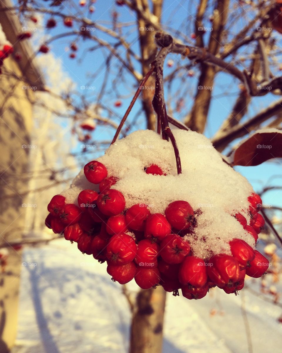 View of berry fruit in winter