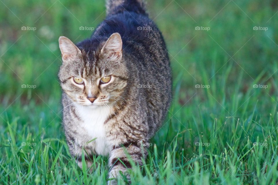 A grey tabby, standing in the grass, looking toward the camera