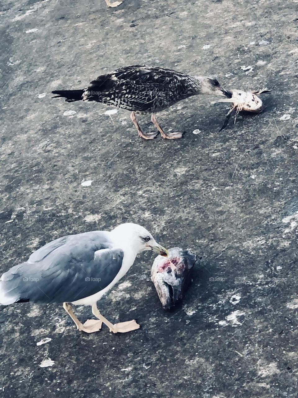 Two seagulls eating fishes