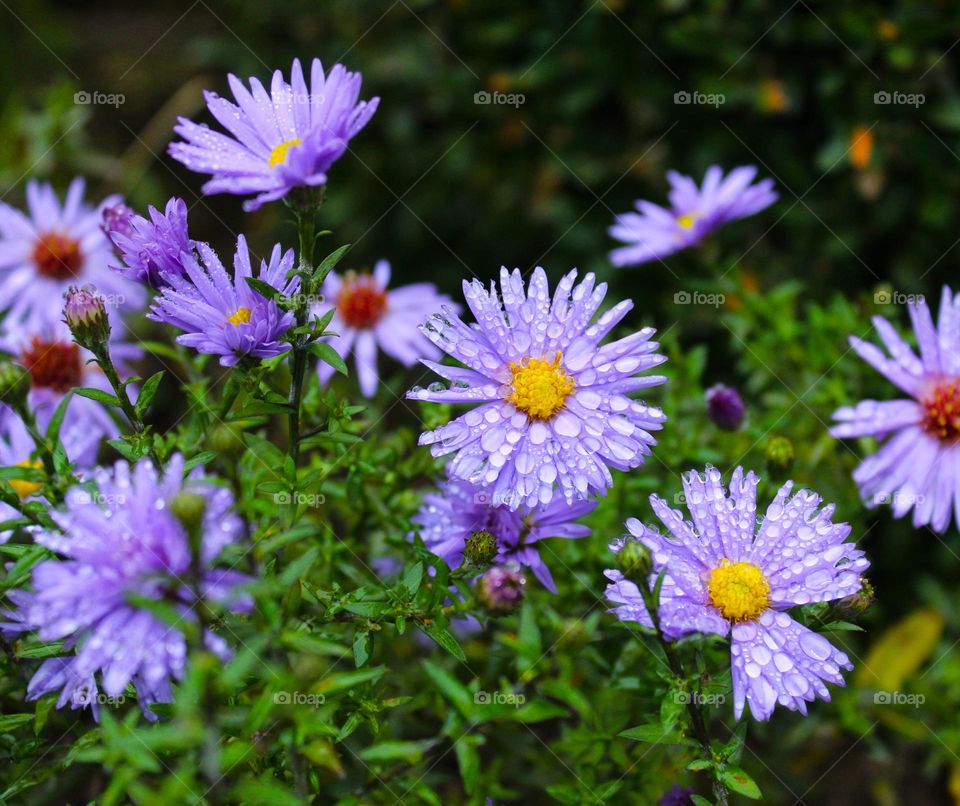 Aster alpinus violet. Close up of a bush with lovely violet flowers sprinkled with raindrops