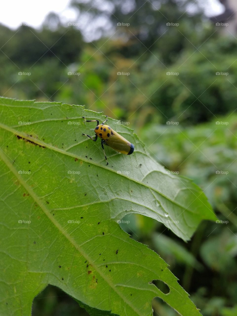 Beet leafhopper