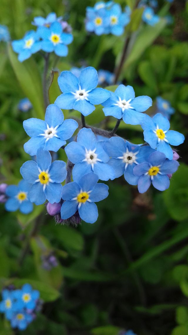 forget-me-not flowers