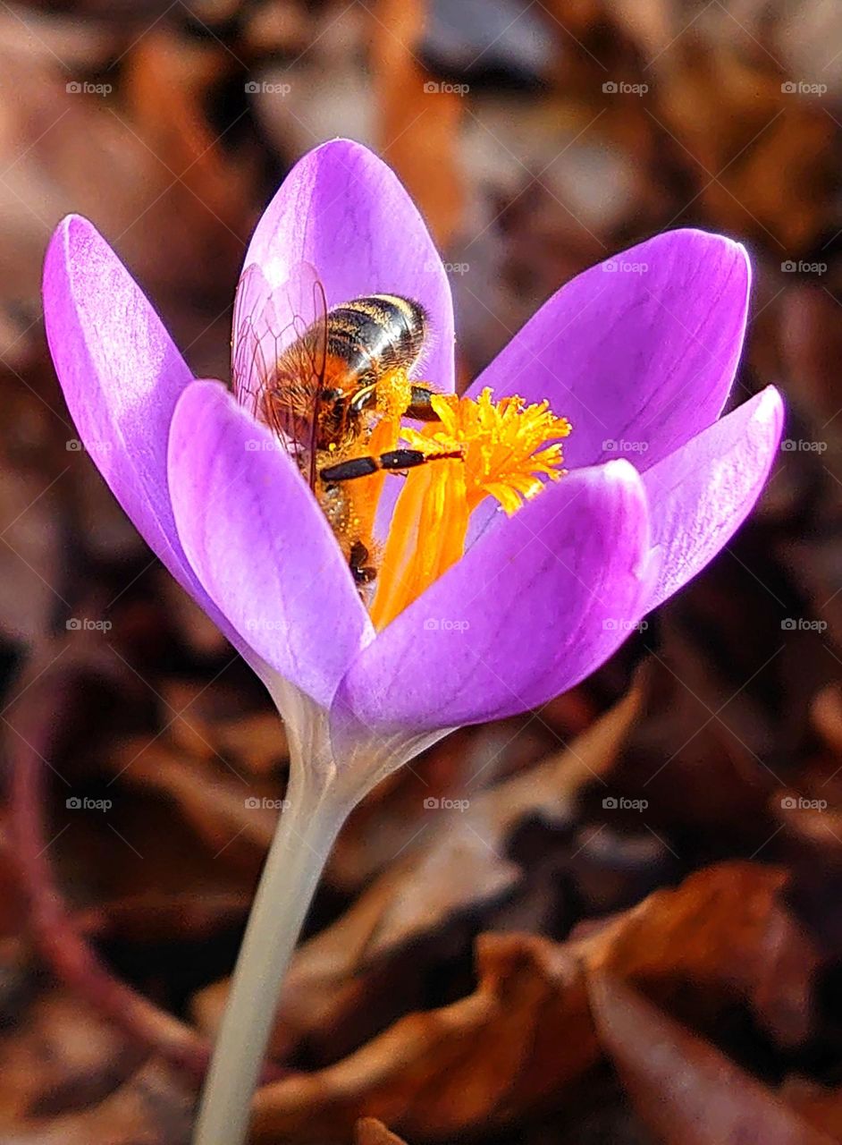 Bee in crocus