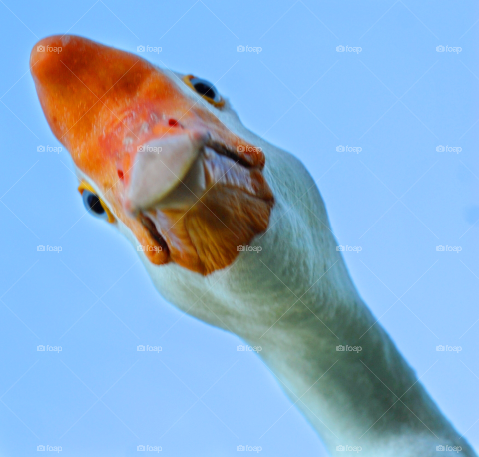 bird goose funny bird funny goose by lightanddrawing