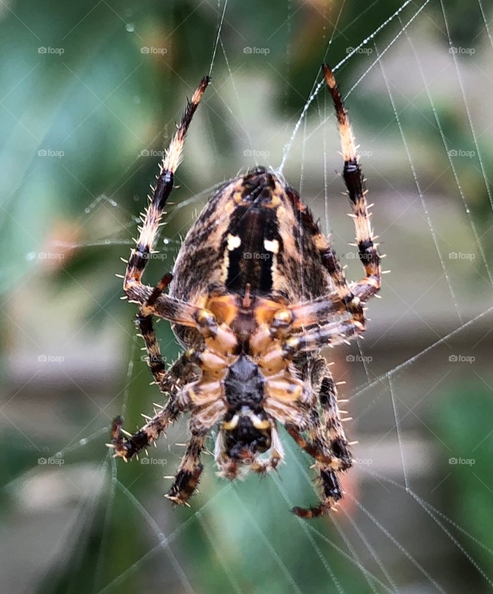 Spider, Arachnid, Spiderweb, Insect, Trap