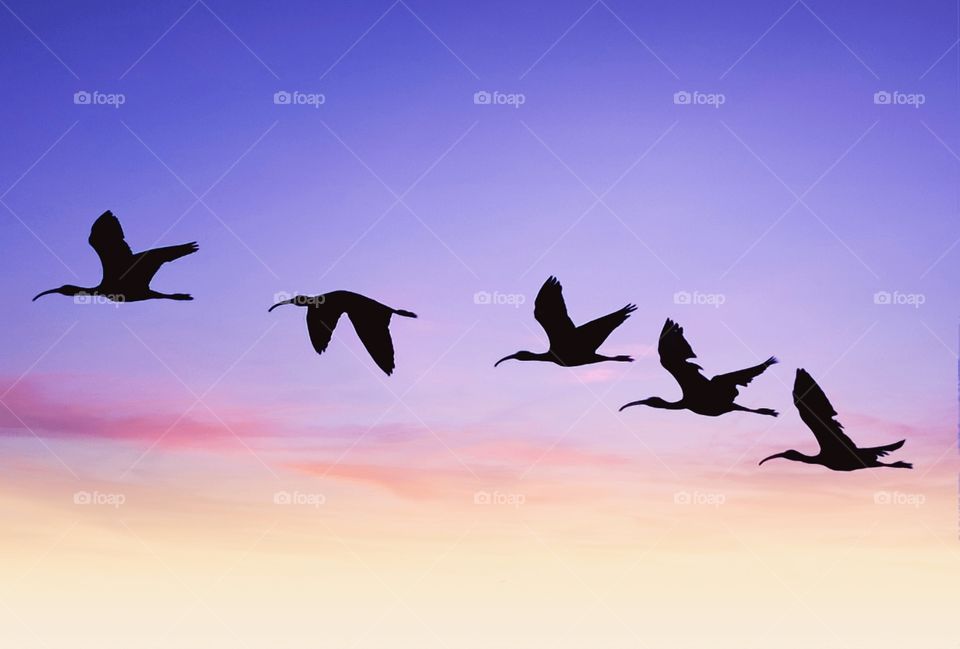 Bird photography - dusky sky - silhouette