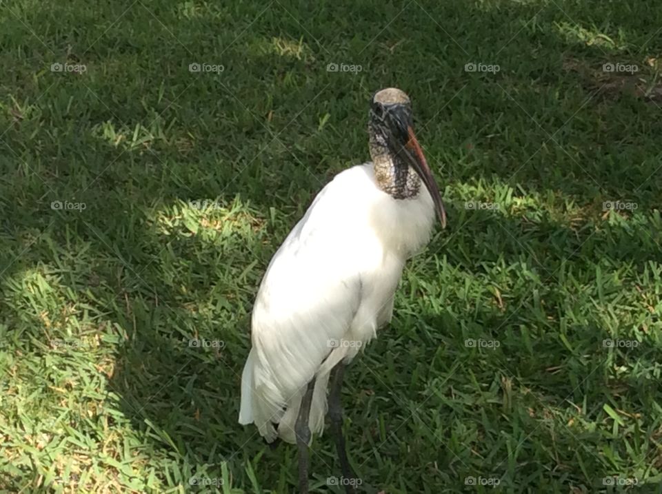 Florida Bird