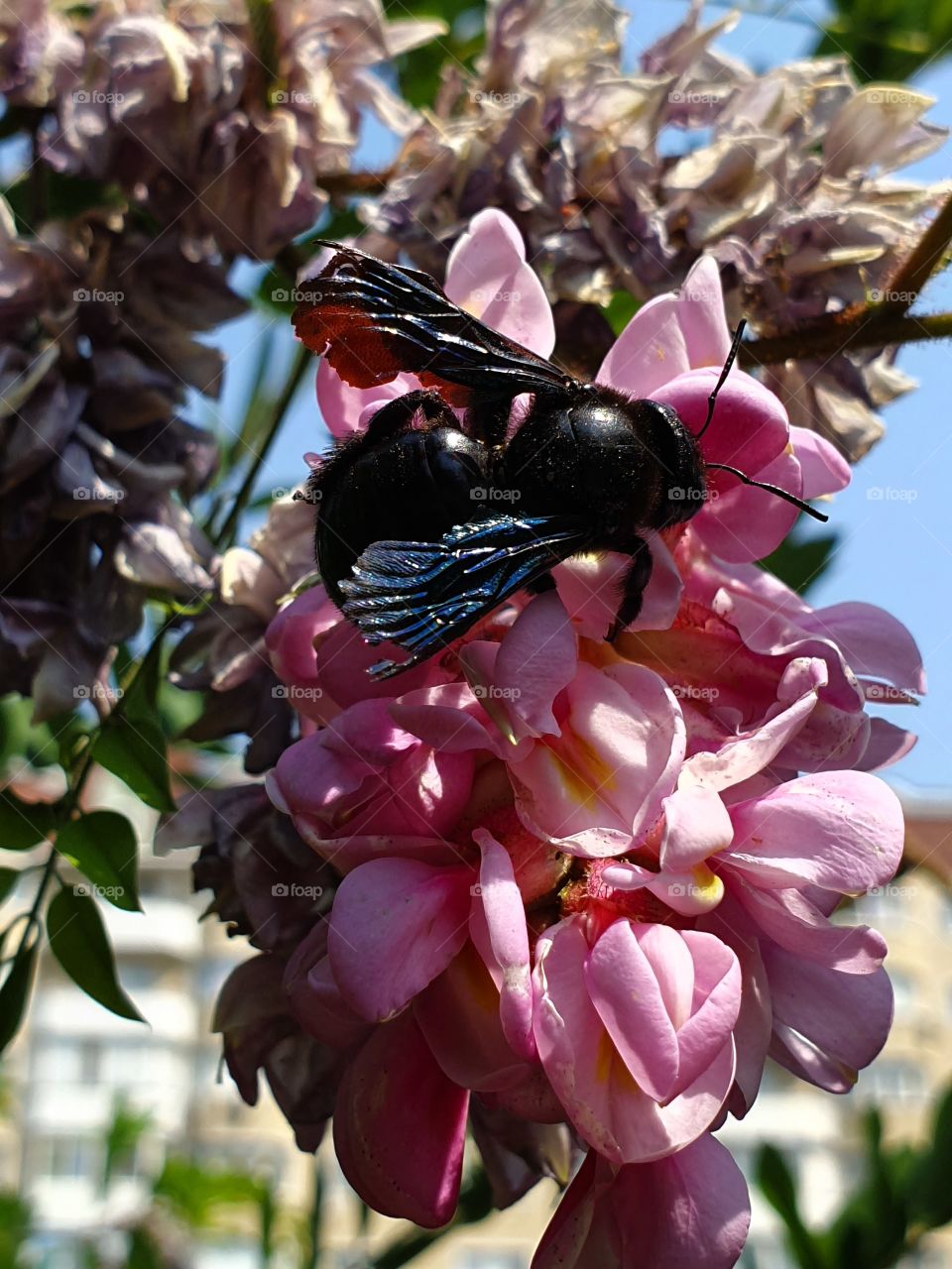 black wasp feeding on pink acacia closeup