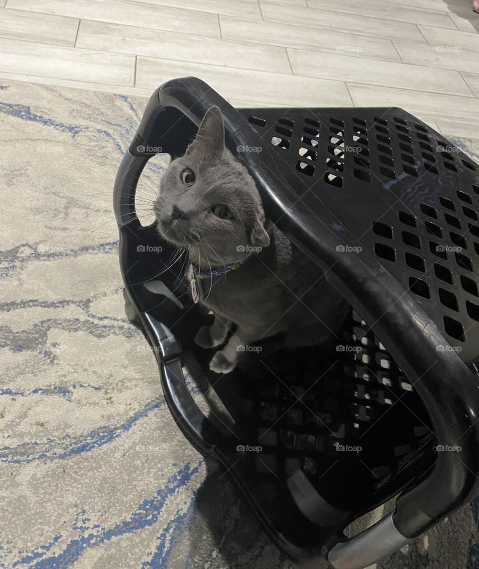 A grey cat in a black laundry basket.