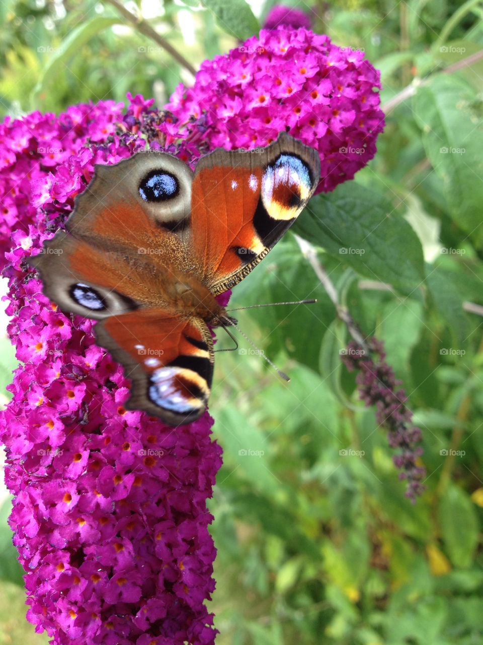 sweden flower purple butterfly by shec