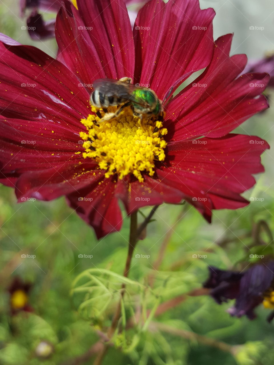 pollen