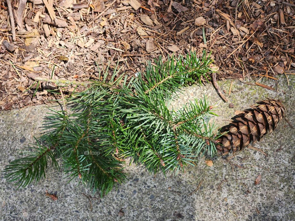 pine branch and pinecone on ground in Oregon park