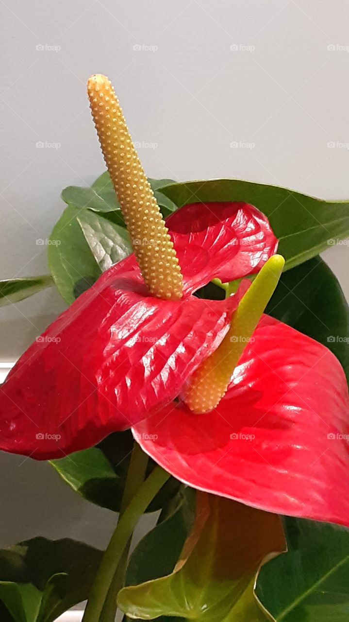 while i was outside, i saw lots of flowers blooming everywhere. its so beautiful that makes the world so colorful. i saw this one and it looks unique than others so i took a pics.