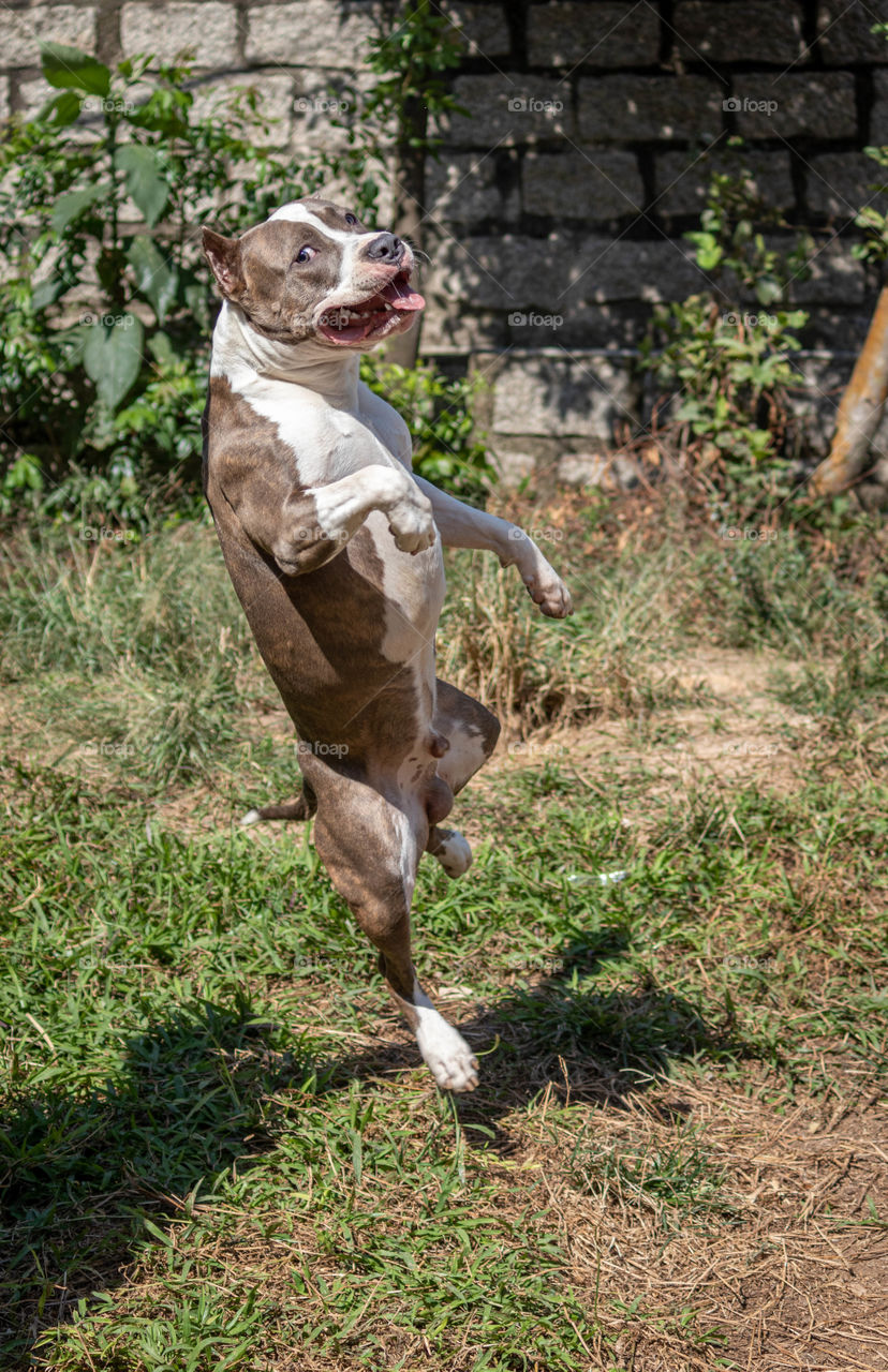 Dog jumping and smiling in the air