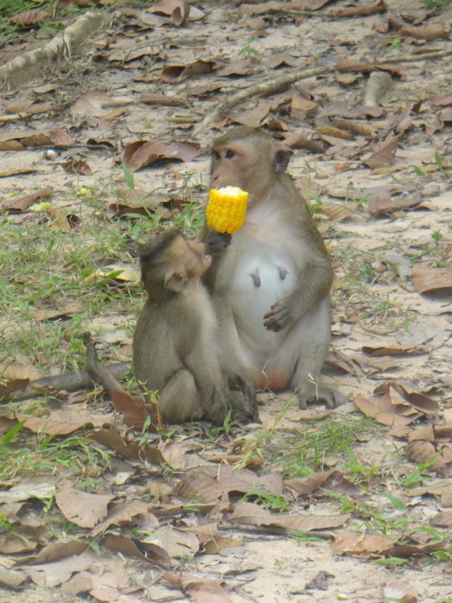 mom and son monkey, time to eat