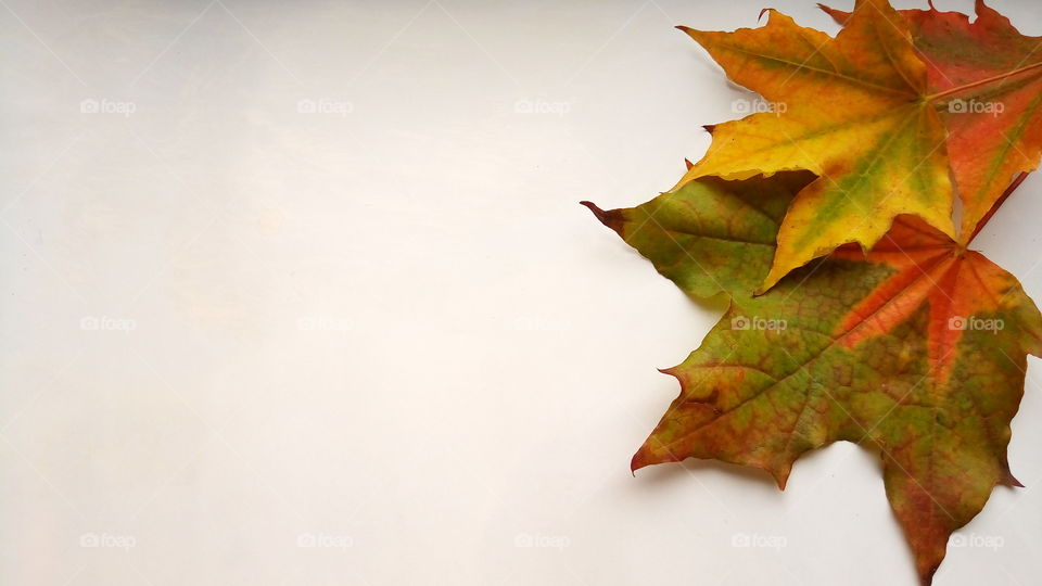 ос3.ф5.природа.осенний.листья.