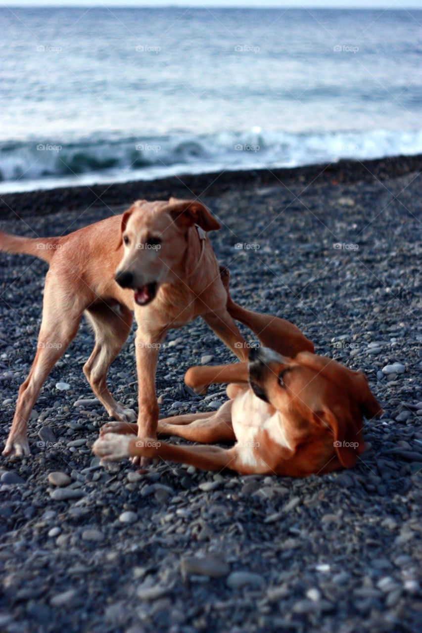 Dog, Beach, No Person, Mammal, Pet