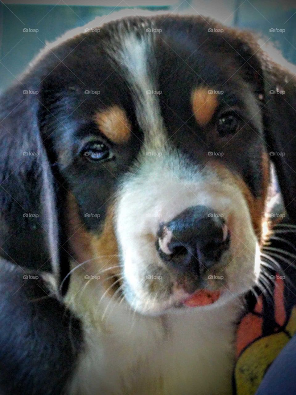 Greater Swiss Mountain Dog Puppy