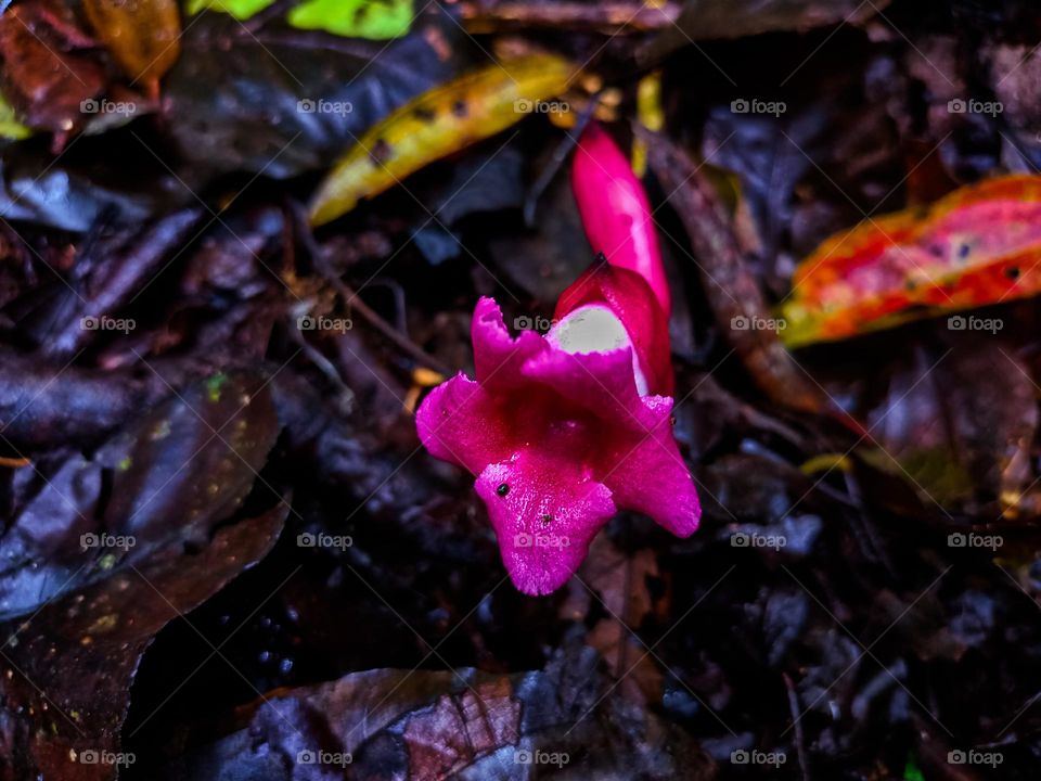 A young plant with dark red flowers that sprout right out of the ground in a tropical rain forest