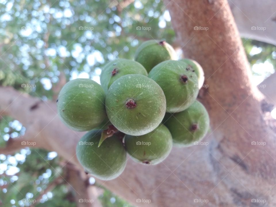 bunchy fig fruit