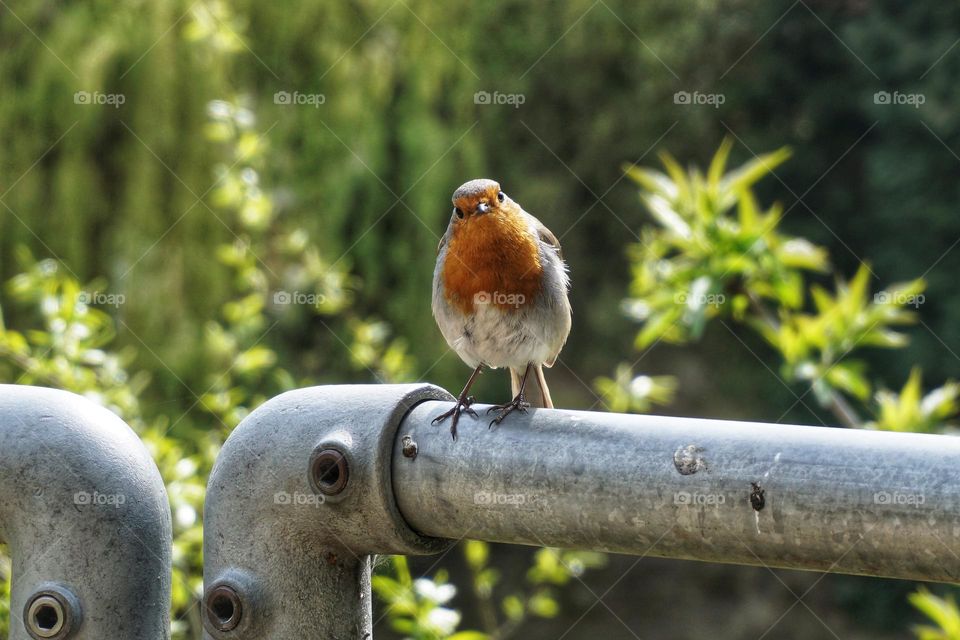 Little Robin Redbreast 