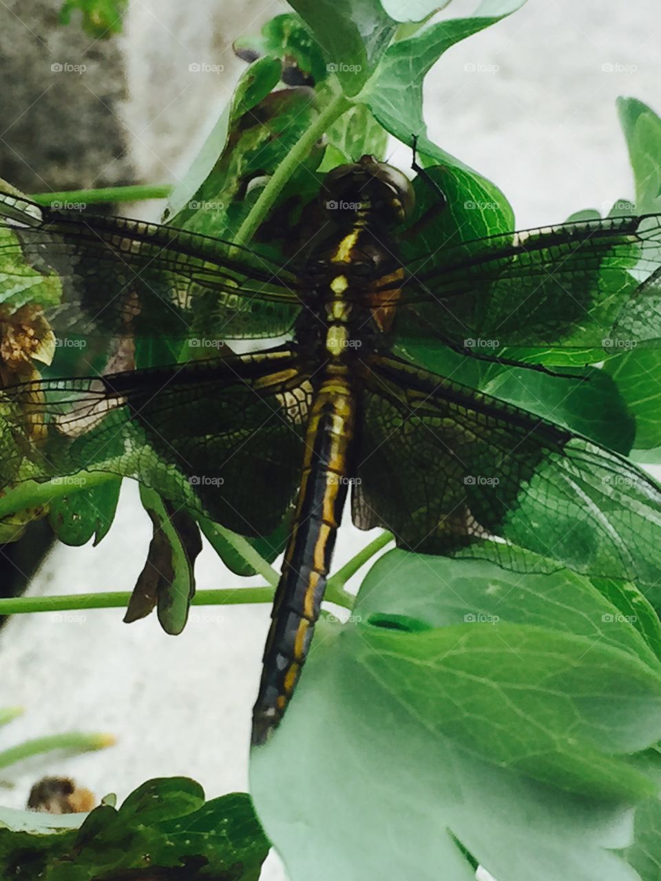 Beautiful Dragonfly. I found this dragonfly tangled in a spiderweb and set him free
