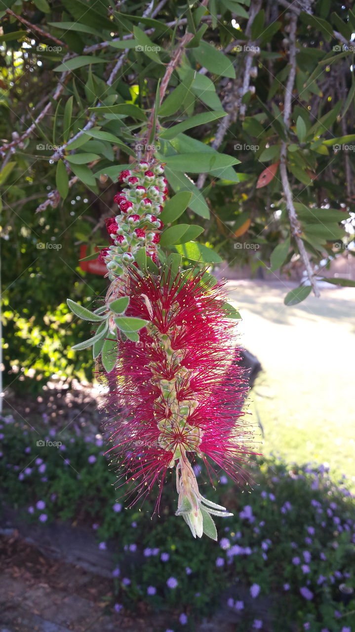 bottle brush. working in the yard and thought it was a perfect pic