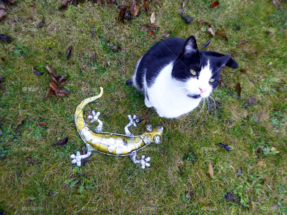Black-and-white cat caught a gecko