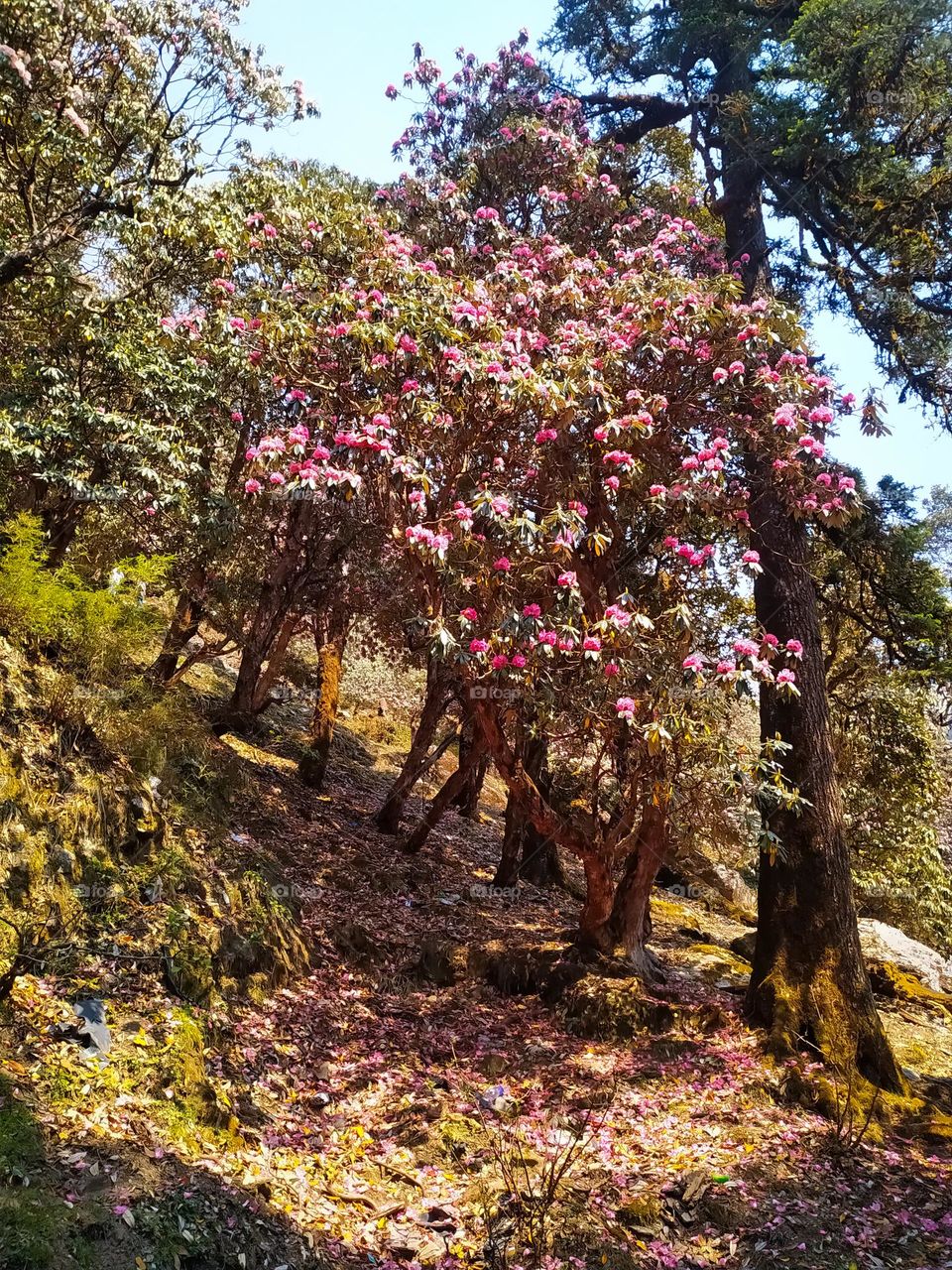A large rhododendron in the botanical forest. Many pink. purple. yellow and white flowers Rhododendron. Beautiful blooming texture background. Beautiful colourful rhododendrons during flowing.