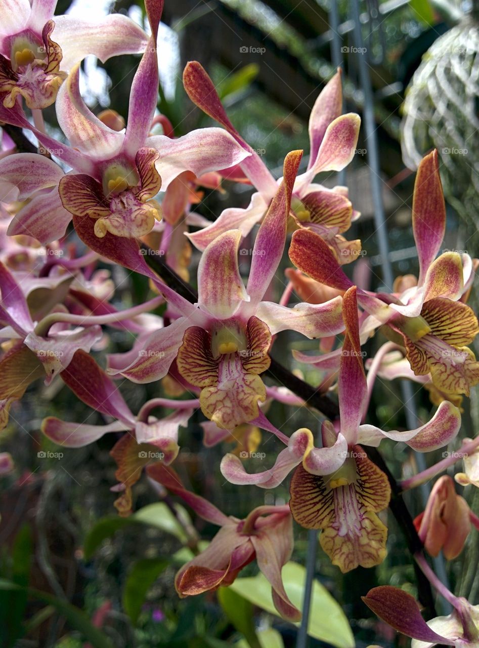 Orchid