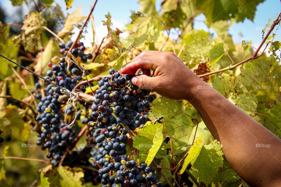 Grapes in a countryside