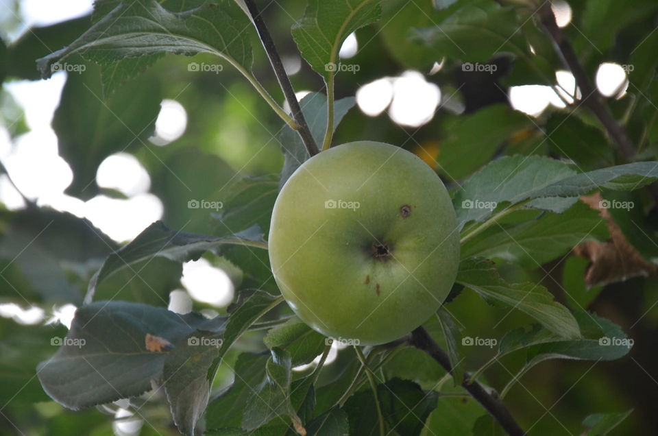 fruits