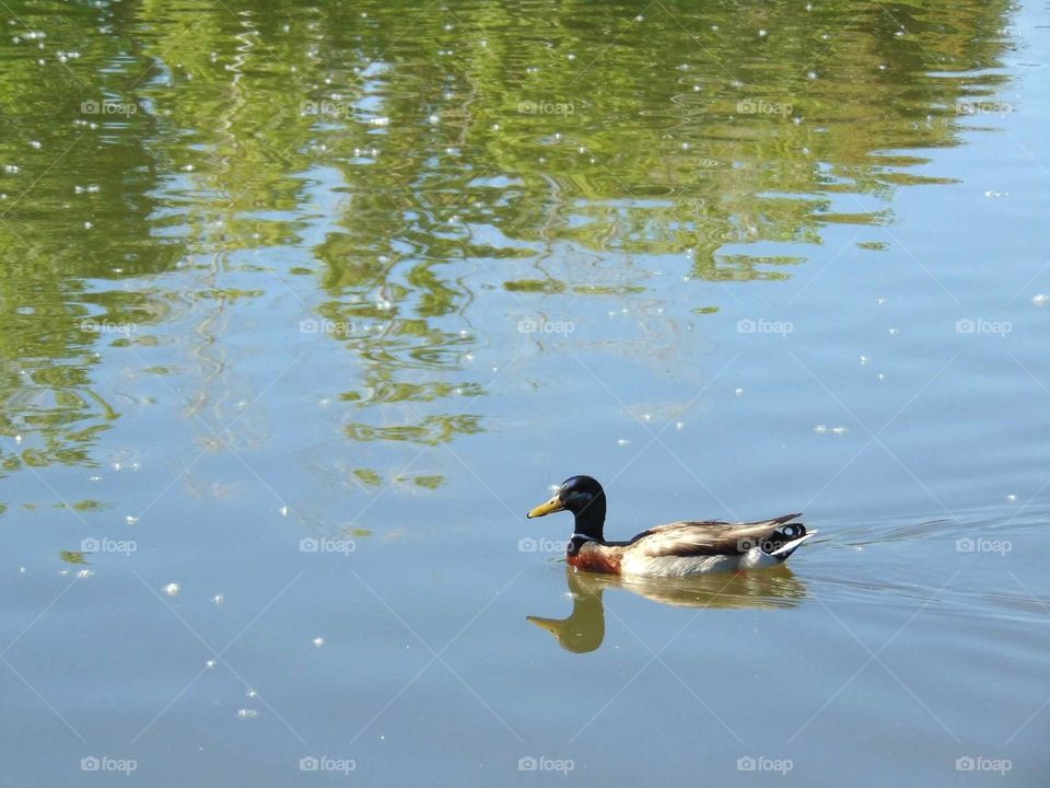 Mallard duck 