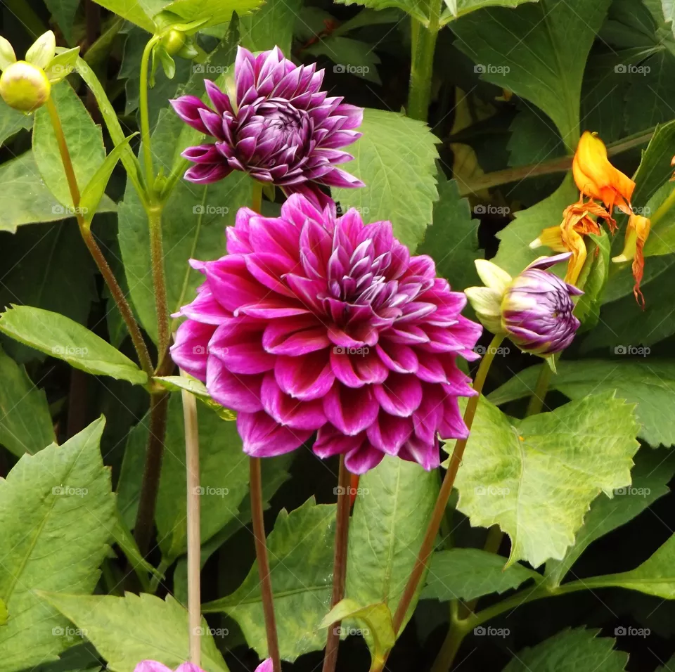 flower