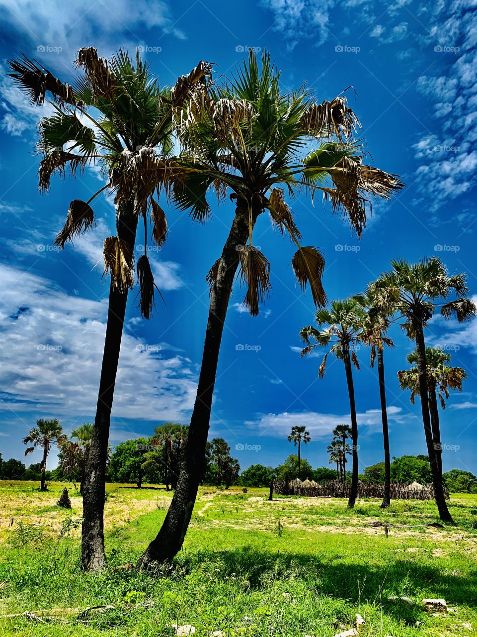 Our old palm trees behind our grass thatched home at the farm. Today it’s so bright and sunny but we are up and already working in the field. Being African is the best thing that ever happened to me. I love home.