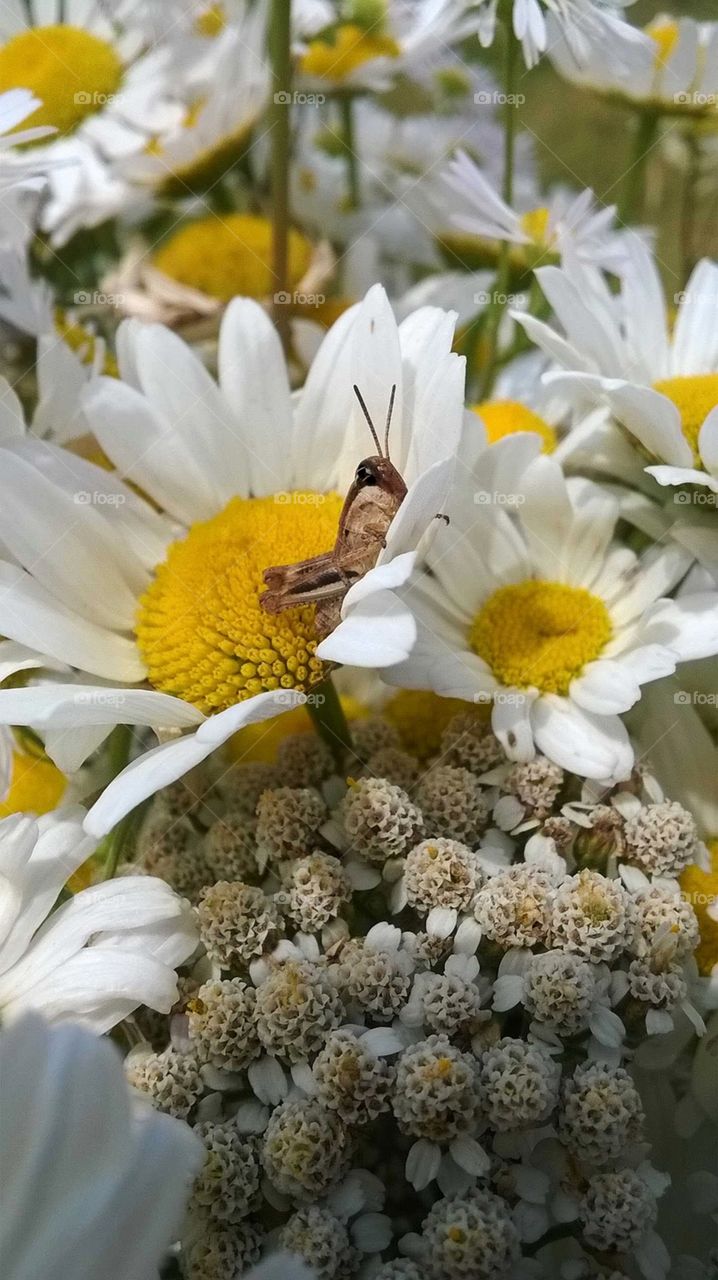 Picture of small, brown cricket sitting on a bright white and yellow daisy in a bouquet of other daisies.