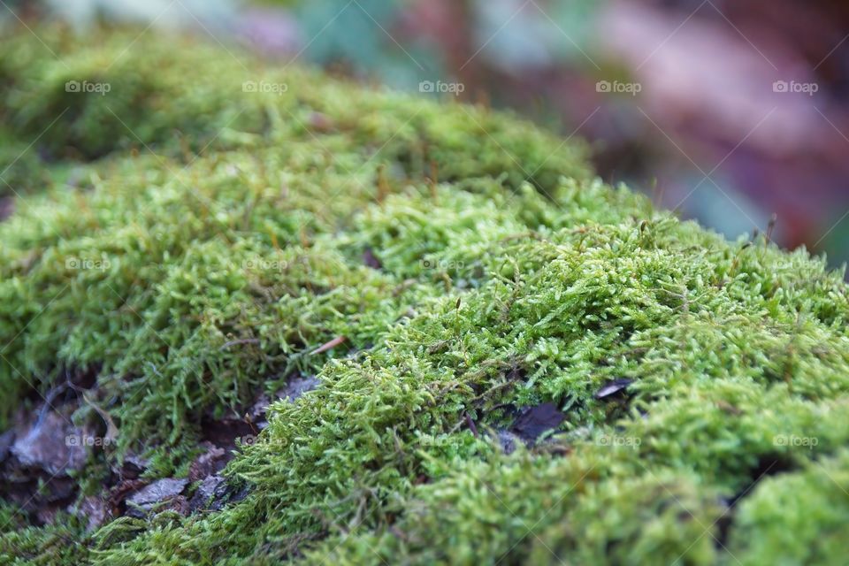 green moss on tree trunk