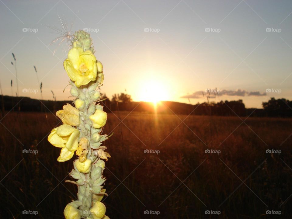 Field flower at sunset